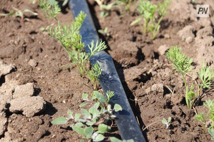 Регенеративное земледелие планируют внедрять павлодарские фермеры