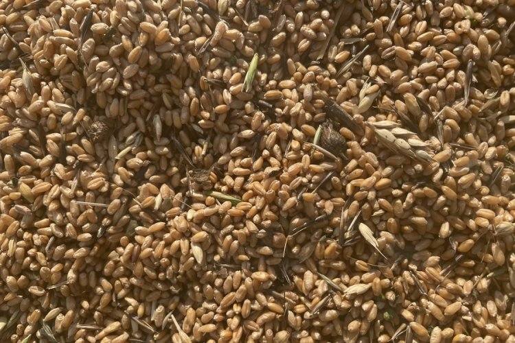 Павлодарским животноводам помогут фуражным зерном