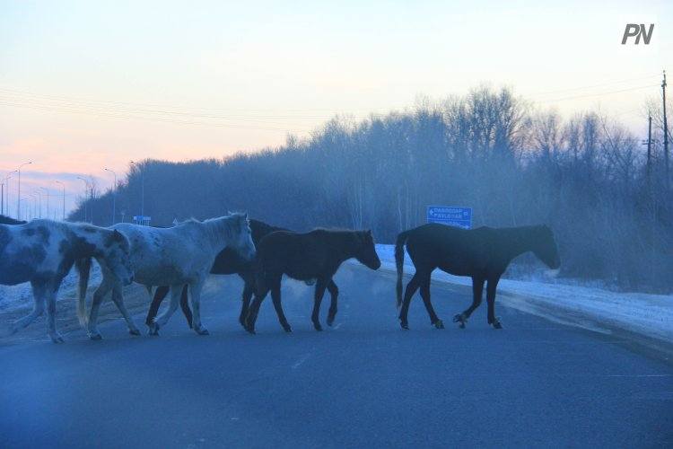 Павлодарские полицейские наказали владельцев бродячего скота