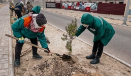 Сколько и какие деревья обещают высадить в этом году в Актау