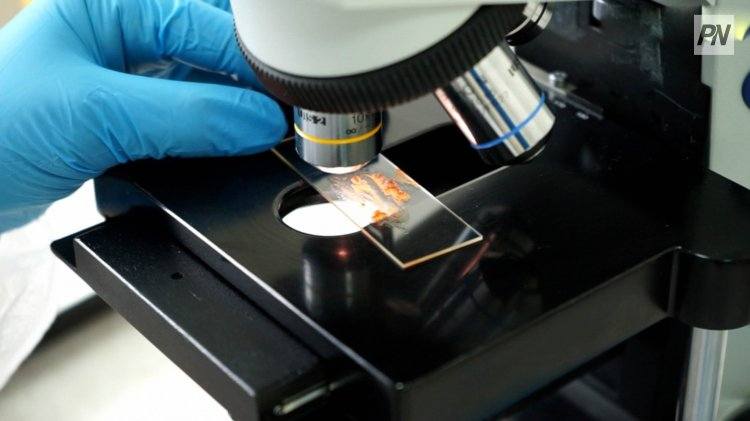 Крупный штраф получили ветлаборатории Павлодара