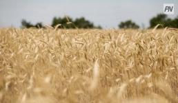 Павлодарцы получили инструкции по покупке пшеницы для семян