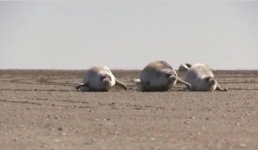 Любопытных тюленей сняли на видео исследователи в Мангистау
