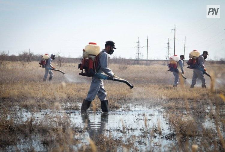 В Павлодар доставили вторую партию препарата против гнуса