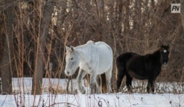 Погибших лошадей посчитали в Павлодарской области