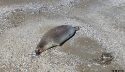 В основном щенки: количество найденных погибших тюленей в Мангистау достигло 62 туш