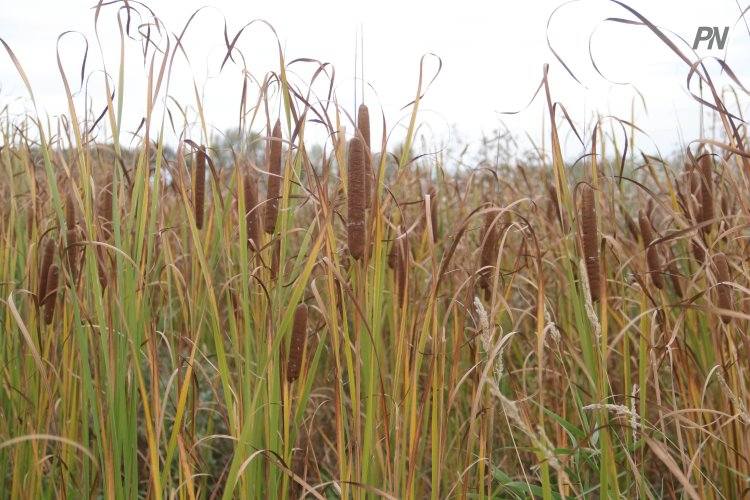 Тысячи гектаров земли вернули павлодарцам