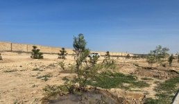 В Актау высадили свыше трехсот саженцев в рамках экологической акции