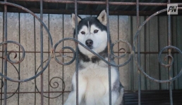 В Павлодаре наказали владельцев кусачих собак