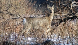 В Павлодарской области браконьеры убили двух косуль