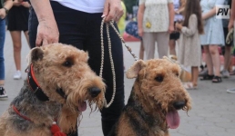 Павлодарских собаководов пригласили на выставку