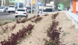 Что будет цвести на бывшем поле пластиковых тюльпанов в Актау