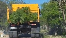 В Актау вырубили зазеленевшие деревья и вырубят еще