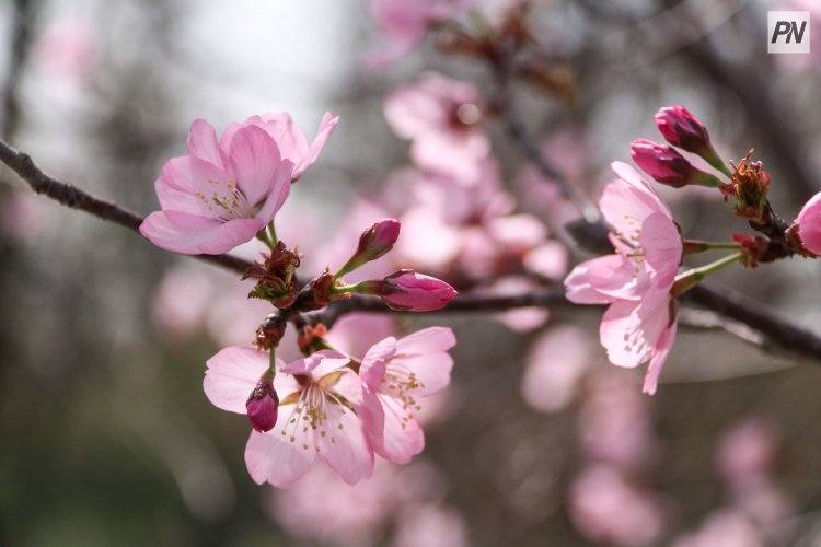 26 апреля в Павлодарской области потеплеет