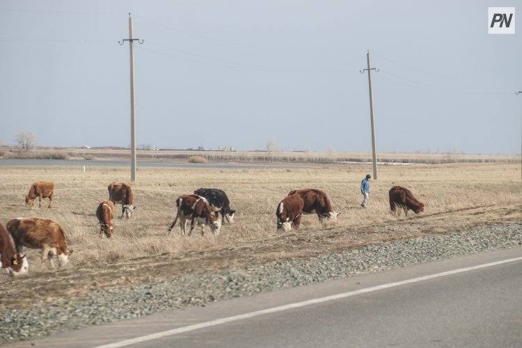 Павлодарскому фермеру необоснованно отказали в выдаче ветсправки