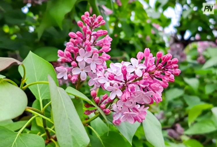 16 мая в Павлодарской области будут заморозки