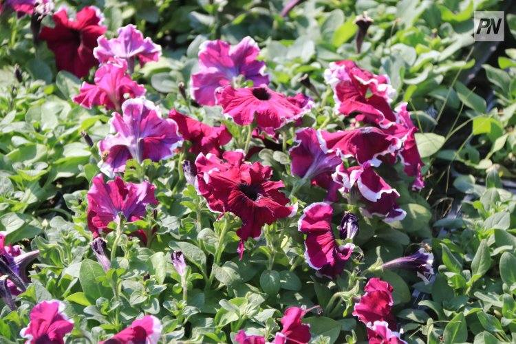 В Павлодаре клумбы украсят однолетними цветами