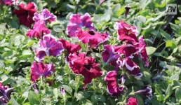 В Павлодаре клумбы украсят однолетними цветами