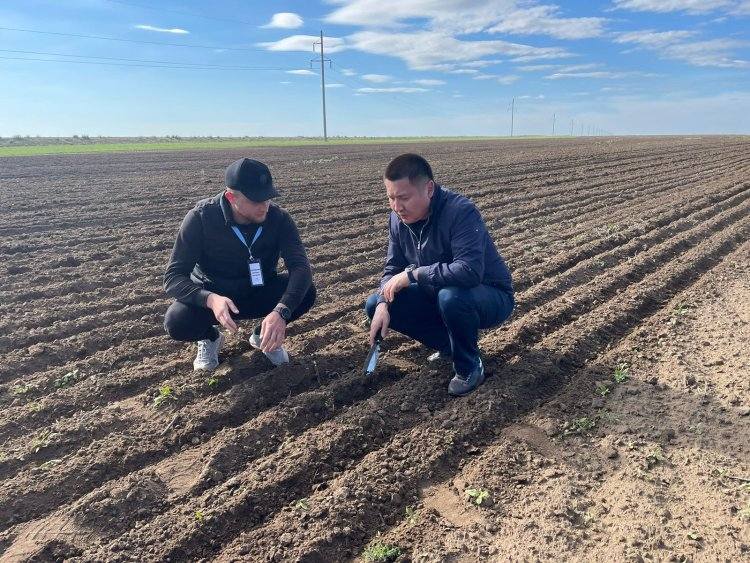 Высокий показатель влагонасыщения почвы отмечают павлодарские аграрии
