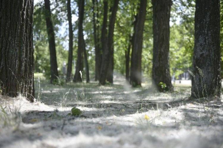 Павлодарцам напомнили об опасности тополиного пуха