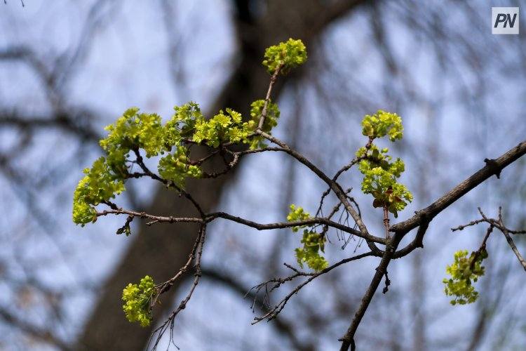 Туманно будет в Павлодарской области 13 июня