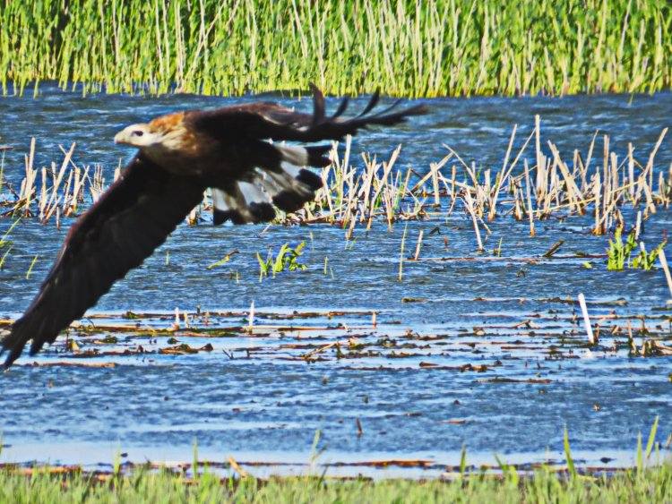 Павлодарский фотограф случайно заснял краснокнижную птицу