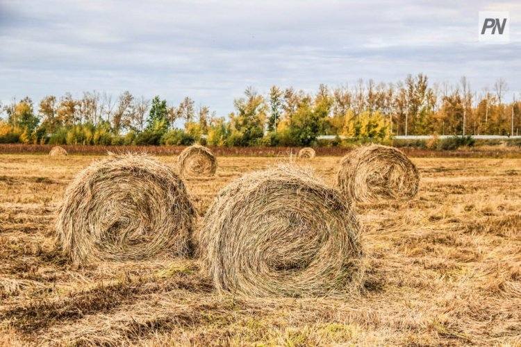 Жителей Экибастуза приглашают на конкурс по аренде земли