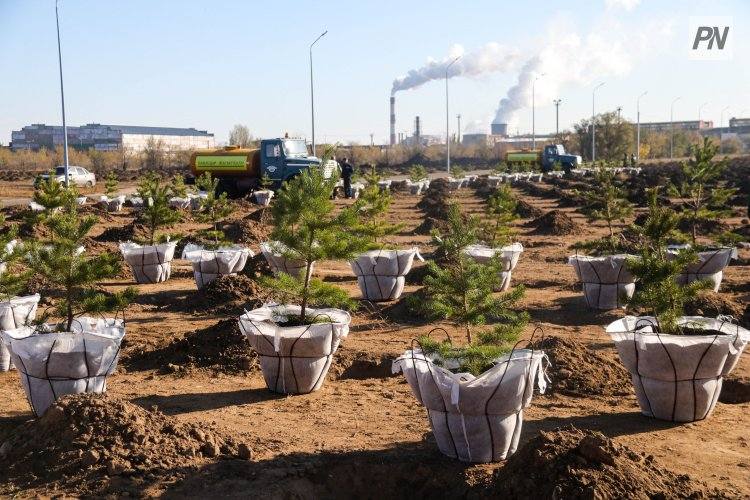 В Павлодарской школе высадили ели