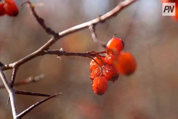 21 октября в Павлодарской области ожидают дождь со снегом