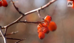 21 октября в Павлодарской области ожидают дождь со снегом