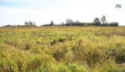 Павлодарские пастбища вновь сделают аппетитными