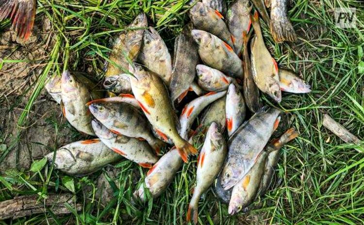 В Успенском районе поймали рыбаков-браконьеров