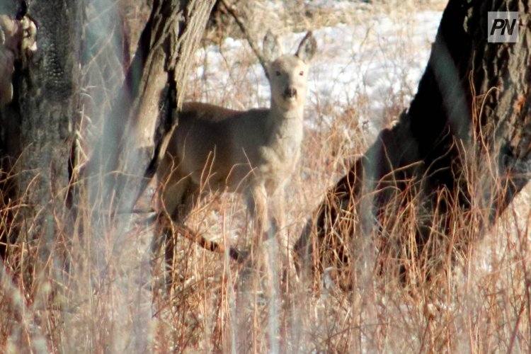 В Железинском районе незаконно подстрелили косуль