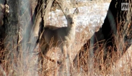 В Железинском районе незаконно подстрелили косуль