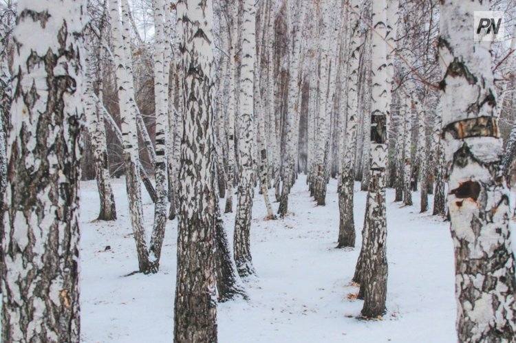 По-зимнему теплый уик-энд ожидается в Павлодаре