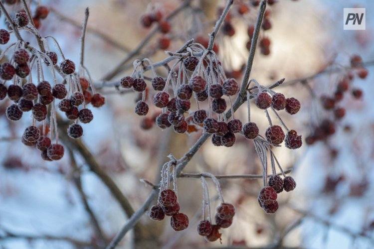 Лишь один день недели в Павлодарской области будет морозным