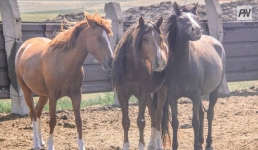 Оперативники Аксу задержали конокрадов