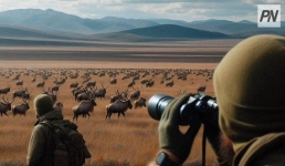 До конца года в Павлодарской области усилят меры по охране сайгаков