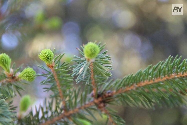 В «Ертiс орманы» усилят охрану сосен