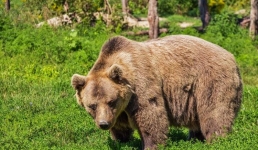 Подстреленный хищник убил охотника в США