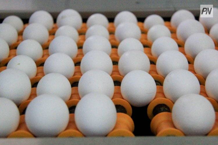 На аукционе в Шотландии продали идеально круглое яйцо