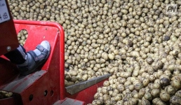 Павлодарских предпринимателей наказали за высокие цены на картофель