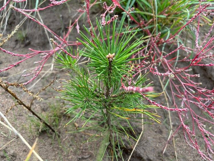 В Баянауле высадят сосны, выращенные из упавших шишек