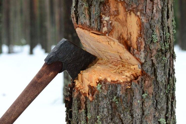 В Павлодаре бизнесмен вырубил деревья, чтобы проложить кабель