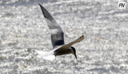 Павлодарские истории: исследователь мира птиц