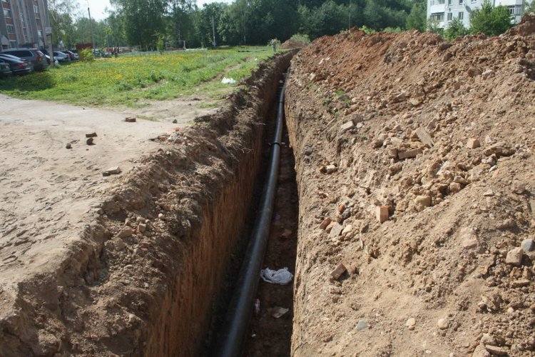 Павлодарцу возместят ущерб за погибшую корову