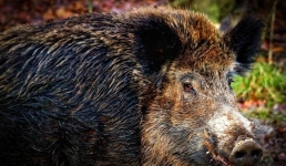 В Китае на женщину напал дикий кабан