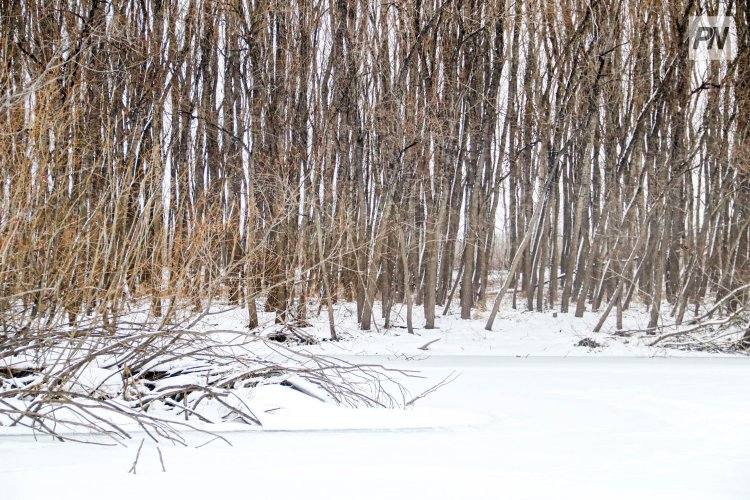 Павлодарские лесники начали готовиться к весне