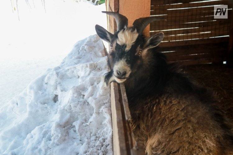 В Мадриде коза застряла на карнизе пятого этажа