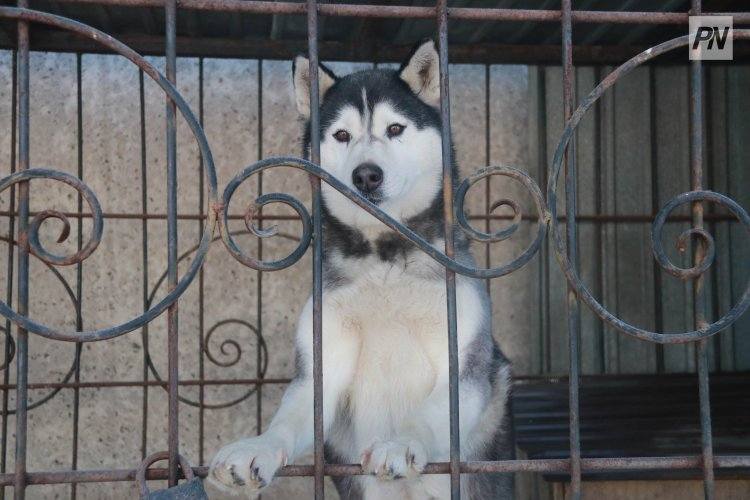 Собаковод из Индии потратил миллионы на уникального пса